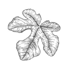 Hand drawn Fig leaf isolated on white background. Outline drawing fig leaf. Stylized doodle vector illustration.
