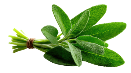 Sage bundle on Display: A vibrant, freshly gathered bundle of sage, with its verdant leaves. The scene captures the beauty and essence of culinary and herbal usage.