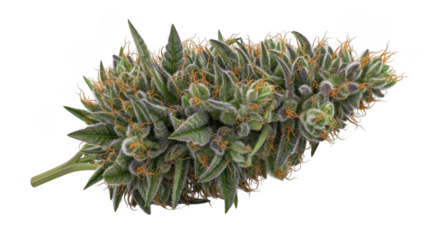 Close-up macro view of a vibrant green cannabis bud with hints of orange and purple