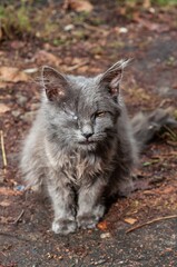 A weathered gray cat sits outdoors, displaying a resilient gaze.