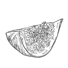 Figs fruit slice hand drawn. Ink sketch. Fruits drawings. Retro style elements.