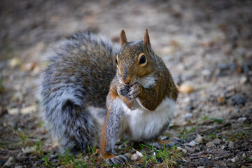 squirrel eating a nut and looking at a passerby on the nature trail at the park