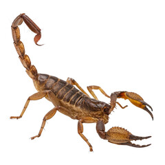 Detailed scorpion portrait presenting its pincers and stinger, perfect for education, science, or nature illustrations with transparent background. Danger is real
