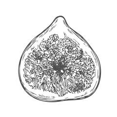 Figs. Half fruit Ink sketch isolated on white background. Hand drawn vector illustration. Retro style.