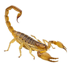 Detailed close-up of a formidable scorpion showing intricate details, capturing its potential danger and unique anatomy, perfect for educational materials
