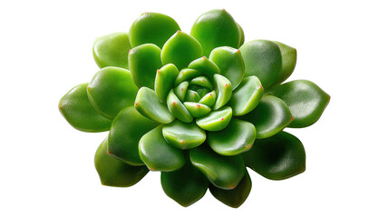Evergreen Succulent Plant: A vibrant close-up captures a pristine succulent plant, showcasing its symmetrical formation and verdant hues. It evokes feelings of serenity, growth, and natural beauty.