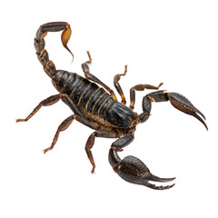 Menacing scorpion poised to strike, a symbol of danger and resilience, perfect for nature documentaries, gaming, or symbolic designs. Its intricate details captivate!
