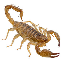 Detailed view of a dangerous arachnid scorpion with its stinger ready, perfect for educational materials or wildlife documentaries about desert creatures
