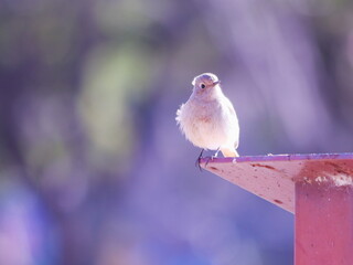 美しい背景と可愛いジョウビタキの雌