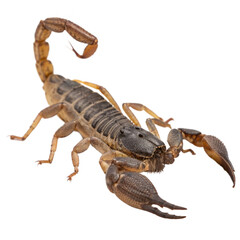 Detailed scorpion close up, highlighting its dangerous stinger and powerful pincers, perfect for nature documentaries and educational materials about arachnids
