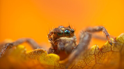 A photo of a spider with amazing color and detail. Natural background. Jumping spider.