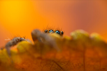 A photo of a spider with amazing color and detail. Natural background. Jumping spider.