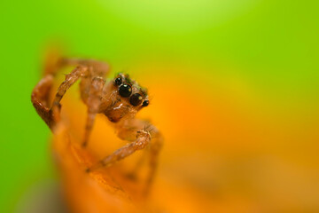 A photo of a spider with amazing color and detail. Natural background. Jumping spider.