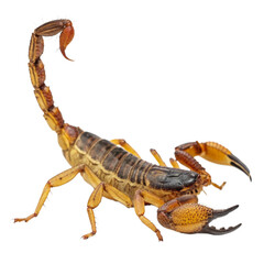 Detailed scorpion portrait with raised stinger evokes danger, perfect for nature documentaries, educational content, or Halloween themed designs
