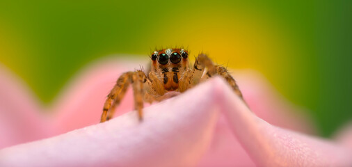 A photo of a spider with amazing color and detail. Natural background. Jumping spider.