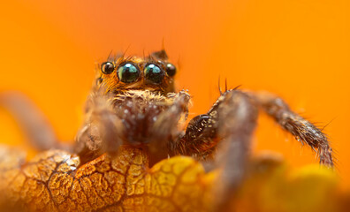 A photo of a spider with amazing color and detail. Natural background. Jumping spider.