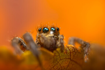 A photo of a spider with amazing color and detail. Natural background. Jumping spider.