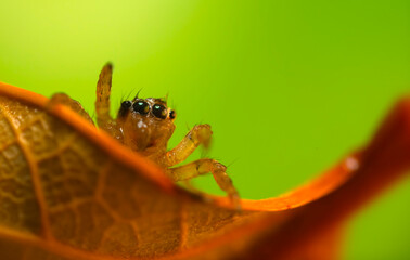A photo of a spider with amazing color and detail. Natural background. Jumping spider.