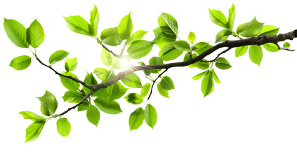 green tree branch with sunlight, png transparent background