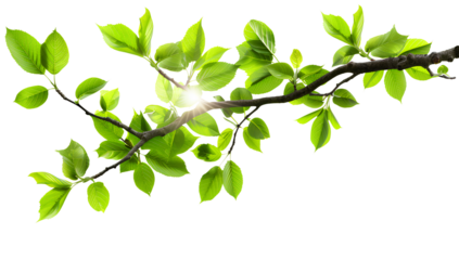 green tree branch with sunlight, png transparent background