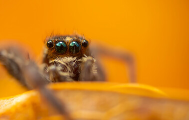 A photo of a spider with amazing color and detail. Natural background. Jumping spider.