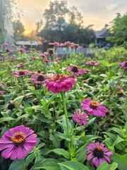 flowers in the garden