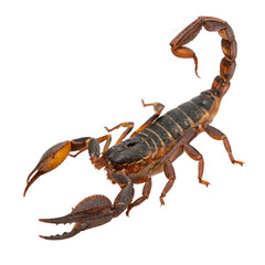 Menacing scorpion with powerful claws and a venomous stinger makes a striking wildlife specimen perfect for educational or dramatic content
