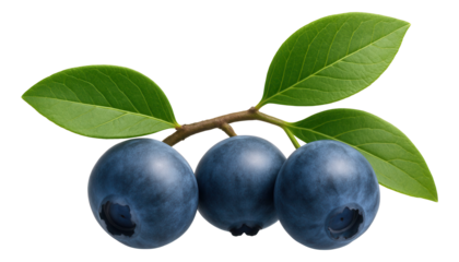 Whole dill plant with roots intact, laid out on a rustic burlap cloth to show its full form