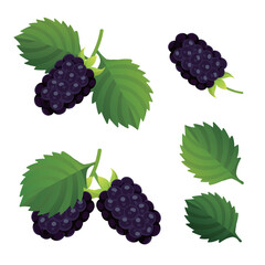 Hand drawn mulberries vector illustration collection set