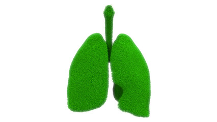 Human Respiratory System Lungs Anatomy