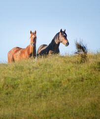Two Kaimanawa horses standing on the top of hill. Kaimanawa Range. New Zealand.