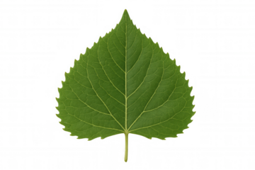 Green heart shaped leaf featuring vibrant detail and natural texture on a transparent background