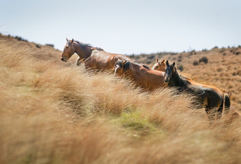 A group of Kaimanawa horses standing among golden tussocks. Kaimanawa Range. New Zealand.