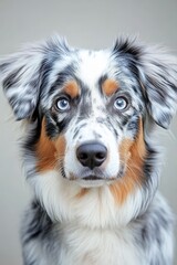 Fototapeta premium Charming Australian Shepherd with Captivating Eyes Posing Elegantly Against a Gray Studio Backdrop
