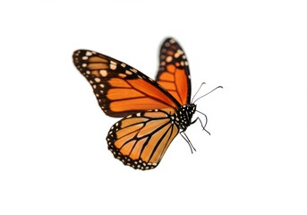 Butterfly Isolated on White Background