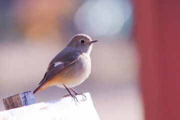 アップで撮った可愛いジョウビタキの雌