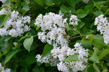 White Lilac Flowers Blooming in Spring wallpaper close up