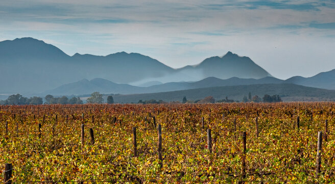 Autumnal colur beneath the Klein Swartberg.