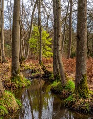 Obraz premium Forest with young alder trees growing along a moist bank with catkins visible in late spring