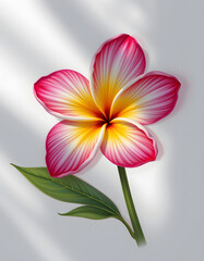 Obraz premium A solitary plumeria rubra blossom, its form meticulously detailed, dominates the bottom portion of a white canvas, Each petal, a vibrant ballet of pink and yellow color gradients