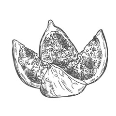 Hand drawn sliced Fig Fruit Sketch Illustration