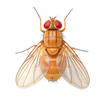 Drosophila melanogaster isolated on transparent background, a common fruit fly