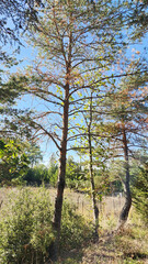 In an arboretum in October, a young Scots pine (Pinus sylvestris), though fond of the cold, befriends the red pines in the high-altitude Mediterranean mountains.