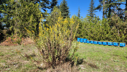 As a honey nectar source in the autumn, European goldenrod or woundwort (Solidago virgaurea), is an...