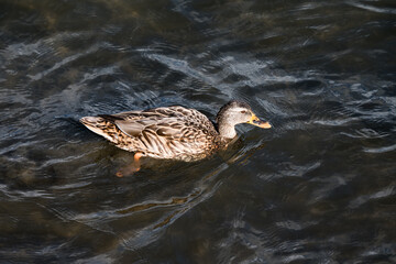 duck on the water