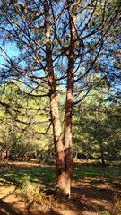 The trunk of a cloned Turkish pine (Pinus brutia) in an arboretum forest