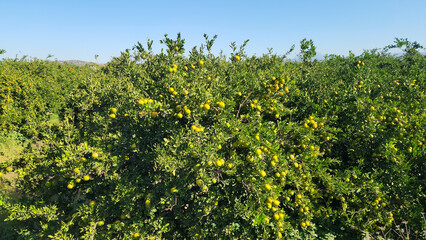 An orchard of satsuma mandarin or Japanese mandarin (Citrus unshiu), an early semi-seedless and...