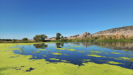 Common duckweed (Lemna minor) is a tiny, green, free-floating aquatic plant found on still or slow-moving freshwater, forming dense mats and providing habitat and food for aquatic life.