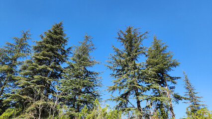 The canopies of trees in a collection garden featuring various species of cedar