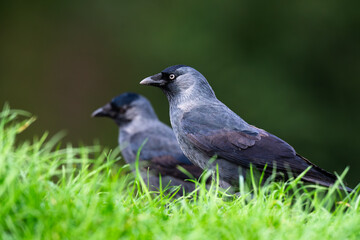 black raven on a grass